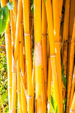 Yellow bamboo background, Thailandの写真素材