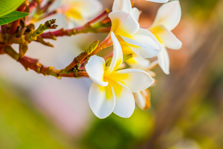 Close up of white Frangipani flowers, Thailandの写真素材
