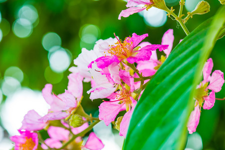 Lagerstroemia flowers with green leaves background, Thailandの写真素材