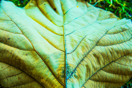 Close up of teak leaf, Thailandの写真素材