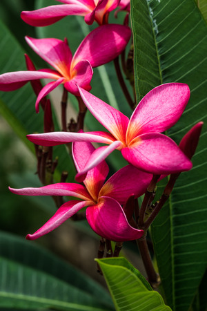 Close up of pink Frangipani flowers, Thailandの写真素材