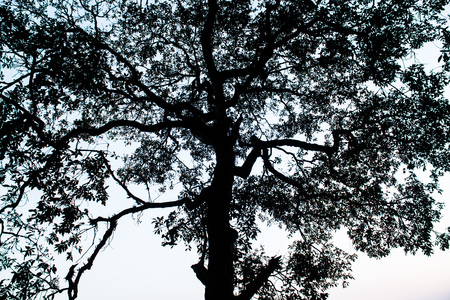Tree Silhouette, Thailand