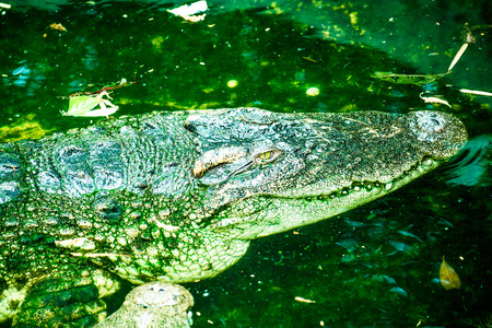 Freshwater Crocodile or Siamese Crocodile, Thailandの写真素材