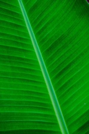 Banana leaf background in nature, Thailandの写真素材