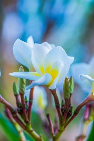 Close up of white Frangipani flowers, Thailandの写真素材
