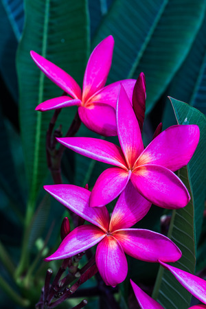 Close up of pink Frangipani flowers, Thailandの写真素材