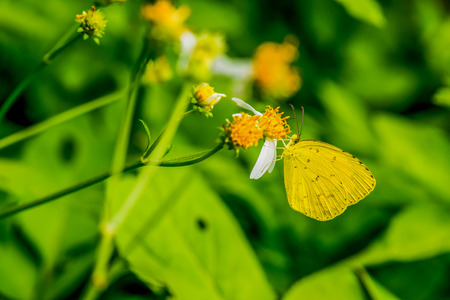 Yellow butterfly on flower in the garden, Thailand