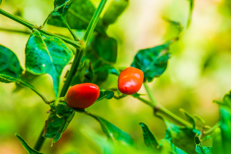 Fresh chili on plant, Thailandの写真素材