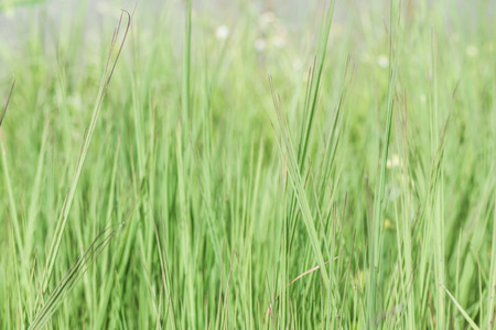 Grass in nature, Thailandの写真素材
