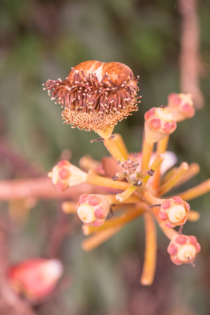 Cannonball Flower or Sal Flower in Thai, Thailand