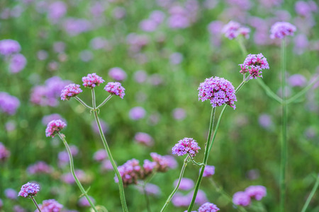 Verbena flowers in Thai, Thailand.