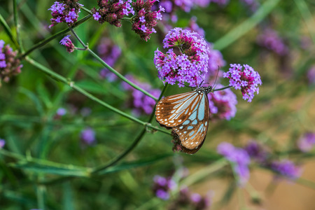Verbena flowers with butterfly in Thai, Thailand.の写真素材
