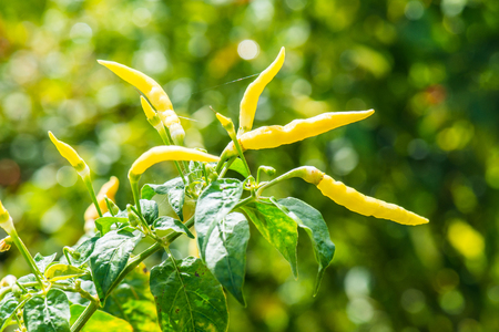 Fresh chili on plant, Thailandの写真素材