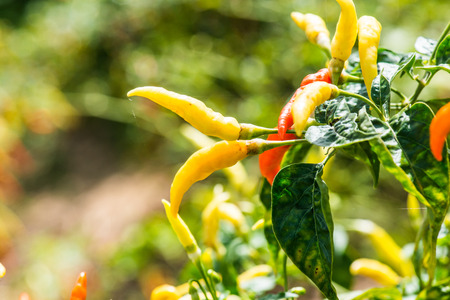 Fresh chili on plant, Thailandの写真素材