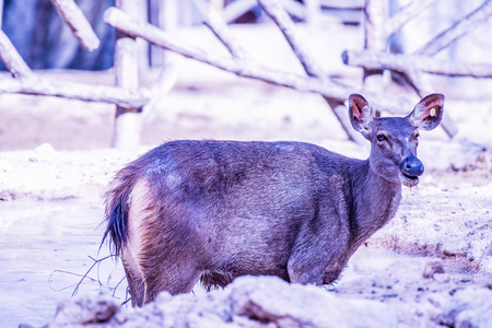 Portrait of Samba Deer, Thailandの写真素材