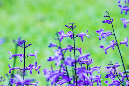 Violet flowers in the garden, Thailand.の写真素材