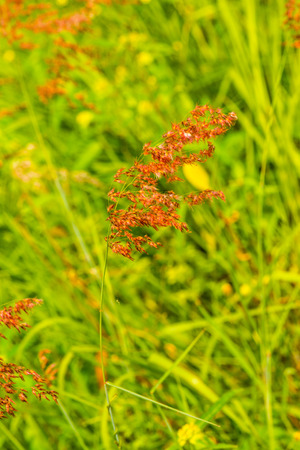 Grass flower in nature, Thailand.の写真素材