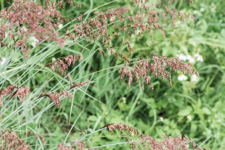 Grass flower in nature, Thailand.の写真素材