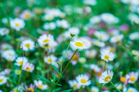 Little white flowers in the park, Thailand.