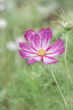 Beautiful cosmos flower, Thailand.の写真素材