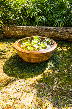 Duckweed in baked clay basin, Thailand.の写真素材