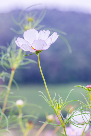 Beautiful cosmos flower, Thailand.の写真素材