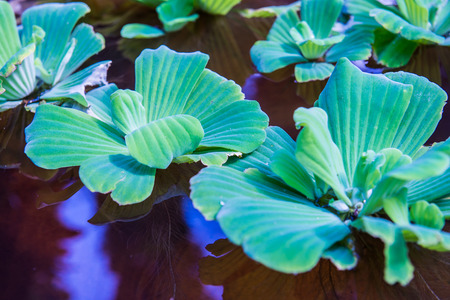 Duckweed in basin, Thailand.
