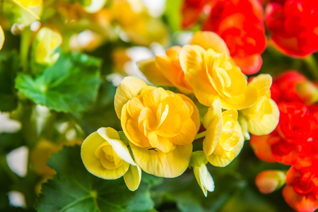 Plastic flowers for decoration, Thailand.の写真素材
