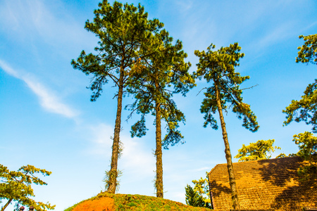 Pine trees with blue sky at Huai Nam Dang national park, Thailand.の写真素材