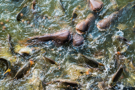 Group of fish in lake, Thailand