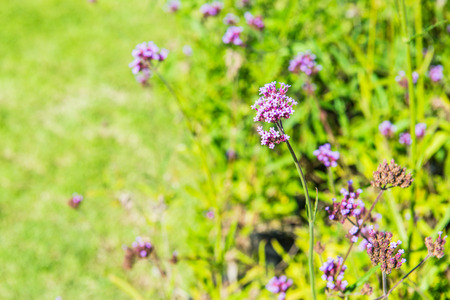 Verbena flowers in Thai, Thailand.の写真素材