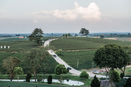 Landscape view of tea farm in Thai, Thailand.の写真素材