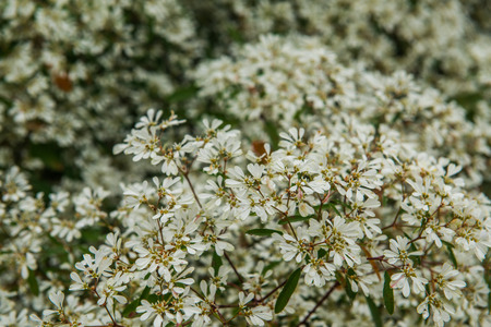 Background of little white flowers, Thailand.の写真素材