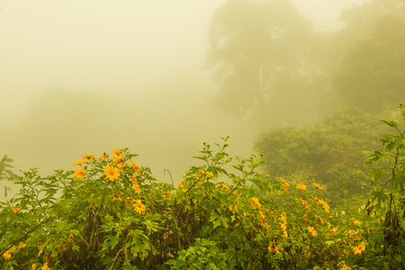 Viewpoint area with mist in winter season at Phayao province, Thailand.