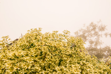 Little white flowers with mist, Thailand.の写真素材