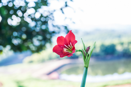 Beautiful red flower, Thailand.の写真素材