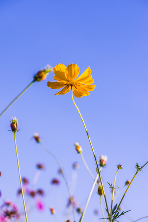 Beautiful cosmos flowers, Thailand.の写真素材