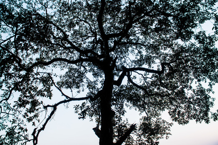 Tree Silhouette, Thailandの写真素材