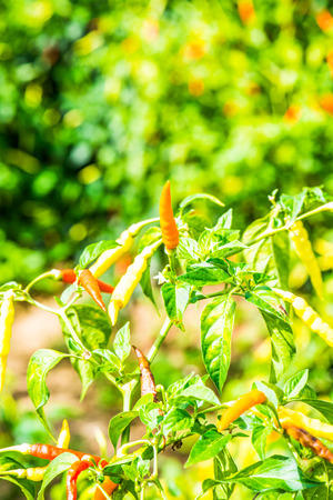 Fresh chili on plant, Thailandの写真素材