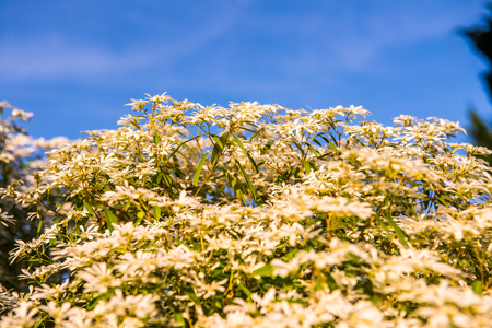 Little white flowers with blue sky, Thailand.の写真素材