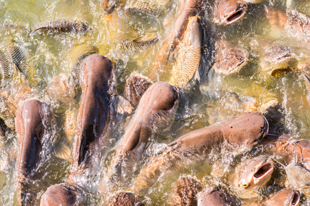 Group of fish in lake, Thailand.