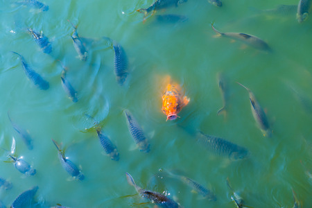 Group of fish in lake, Thailand.の写真素材