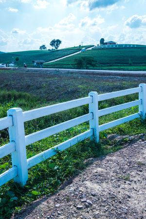 Landscape view of tea farm in Thai, Thailand.の写真素材