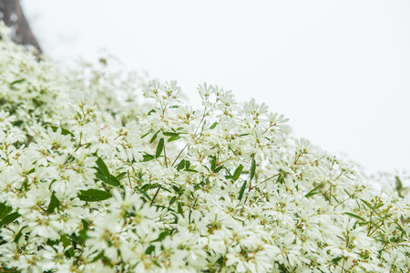 Little white flowers with mist, Thailand.の写真素材