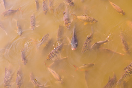 Group of fish in lake, Thailand.の写真素材
