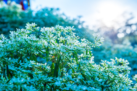 Little white in park, Thailand.の写真素材