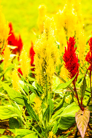 Close Up of Common Cockscomb Flowers, Thailand.の写真素材