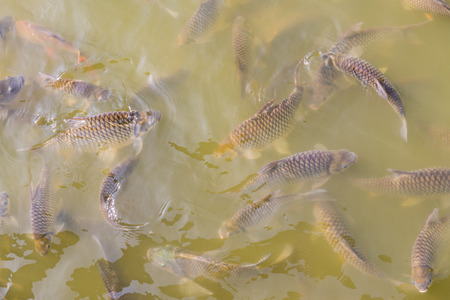 Group of fish in lake, Thailand.の写真素材