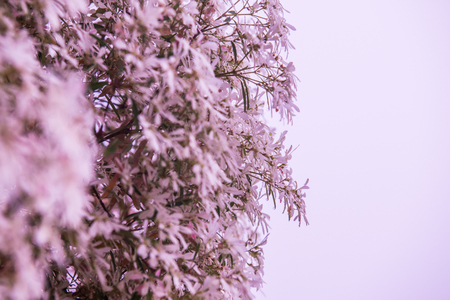 Little white flowers with mist, Thailand.の写真素材