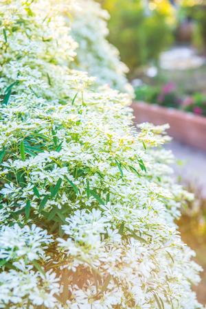 Little white in park, Thailand.の写真素材